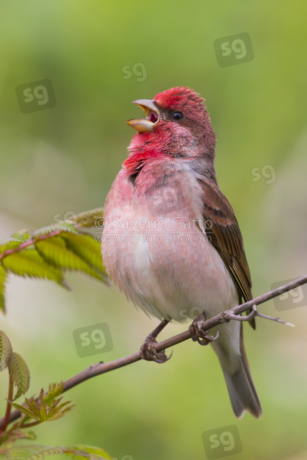 Common Rosefinch